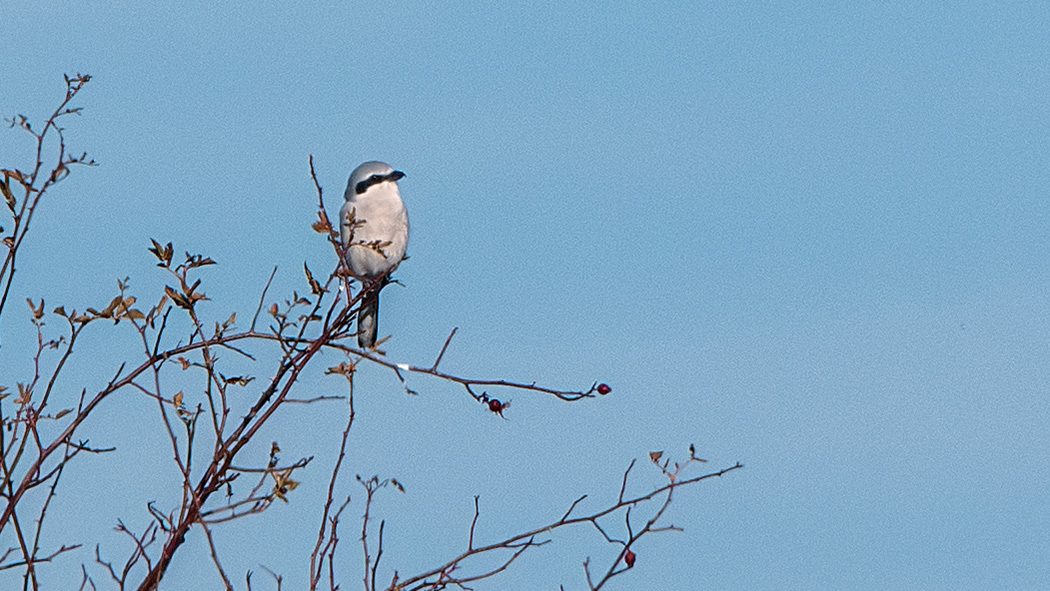 Great Gray Shrike